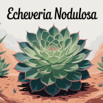 Echeveria nodulosa rosette nervurée rouge illustration centrale