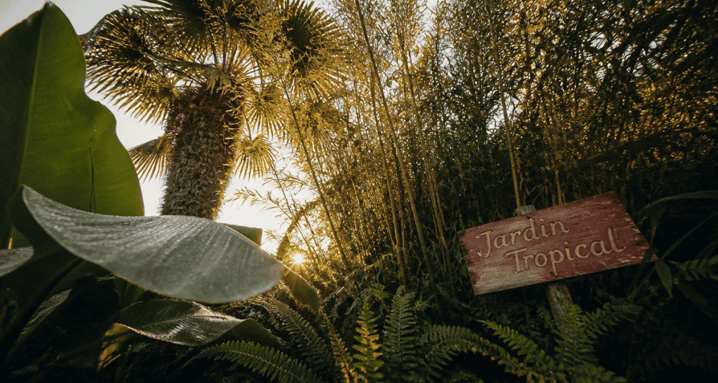 jardin tropic luxuriant avec bananiers et palmiers