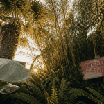 jardin tropic luxuriant avec bananiers et palmiers