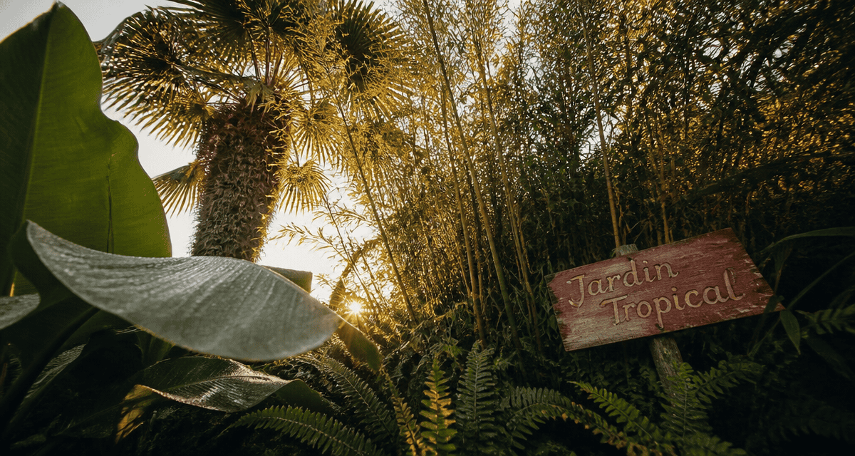 jardin tropic luxuriant avec bananiers et palmiers
