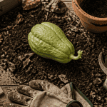Planter chouchou fruit entier avec terreau et outils