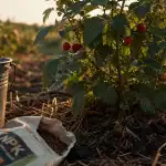 Engrais framboisier : seau et sac d’engrais près d’un framboisier, récolte abondante