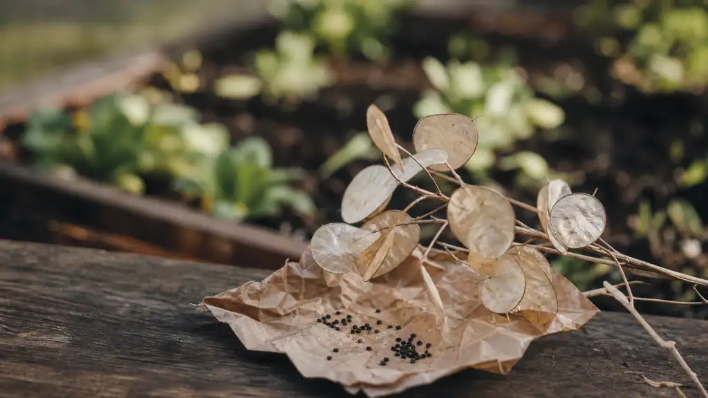 Planter monnaie du pape : siliques nacrées et graines sur papier