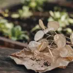 Planter monnaie du pape : siliques nacrées et graines sur papier