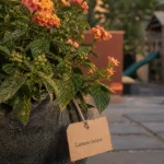 Lantana: plante toxique — fruits à risque sur arbuste