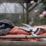 Quand et comment tailler les rosiers grimpants : sécateur désinfecté, tige en palissage, période de taille