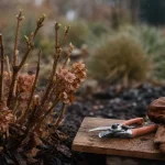 Quand couper hortensia : coupe en fin février, préserver les bourgeons
