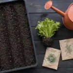 Quand planter des salades : fin mars à mi-juin, puis septembre à mi-novembre