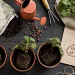 Quand planter geranium : Saints de glace, pots et terreau au jardin
