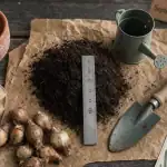 Quand planter jonquilles : bulbes en septembre-novembre, profondeur 10–15 cm