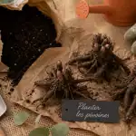 Quand planter pivoine : septembre à novembre, sol drainant