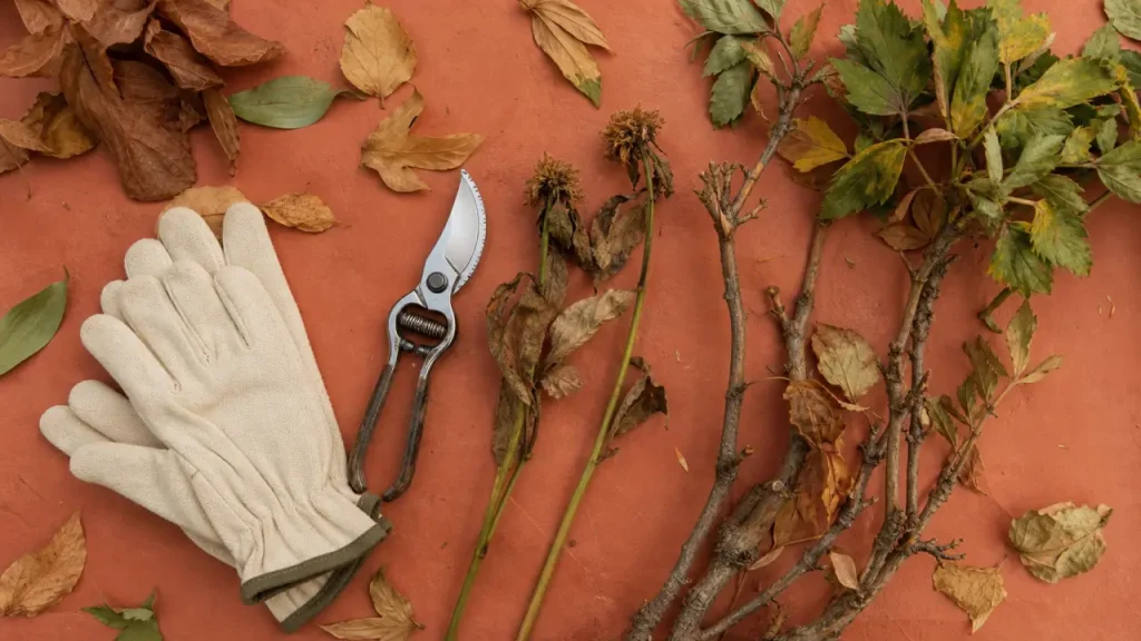 Quand tailler les pivoines : sécateur et tiges de pivoine