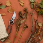 Quand tailler les pivoines : sécateur et tiges de pivoine