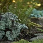 Les plus belles heuchères pour l’ombre : feuillages argent et pourpre, jardin