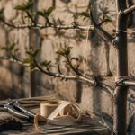 Pommier espalier taille 45° : charpentières et coupes nettes