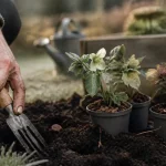 Quand planter des fleurs : dernières gelées, vivaces, main dans la terre